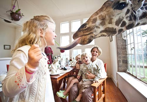 Giraffe Encounters