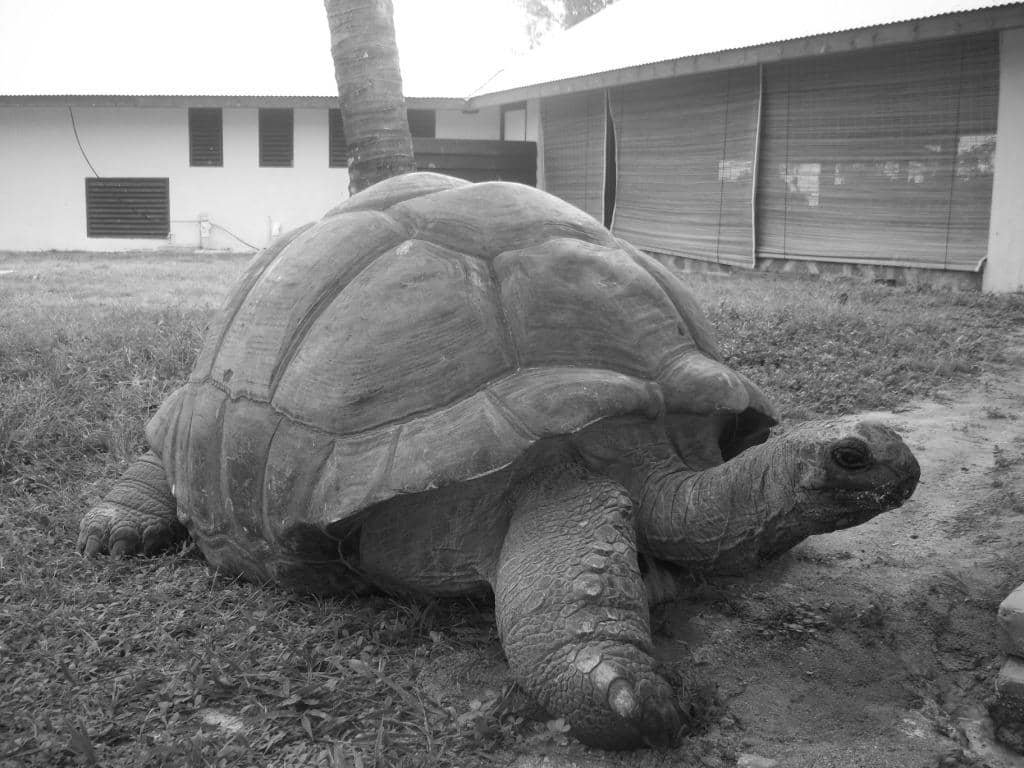 Turtle Encounters