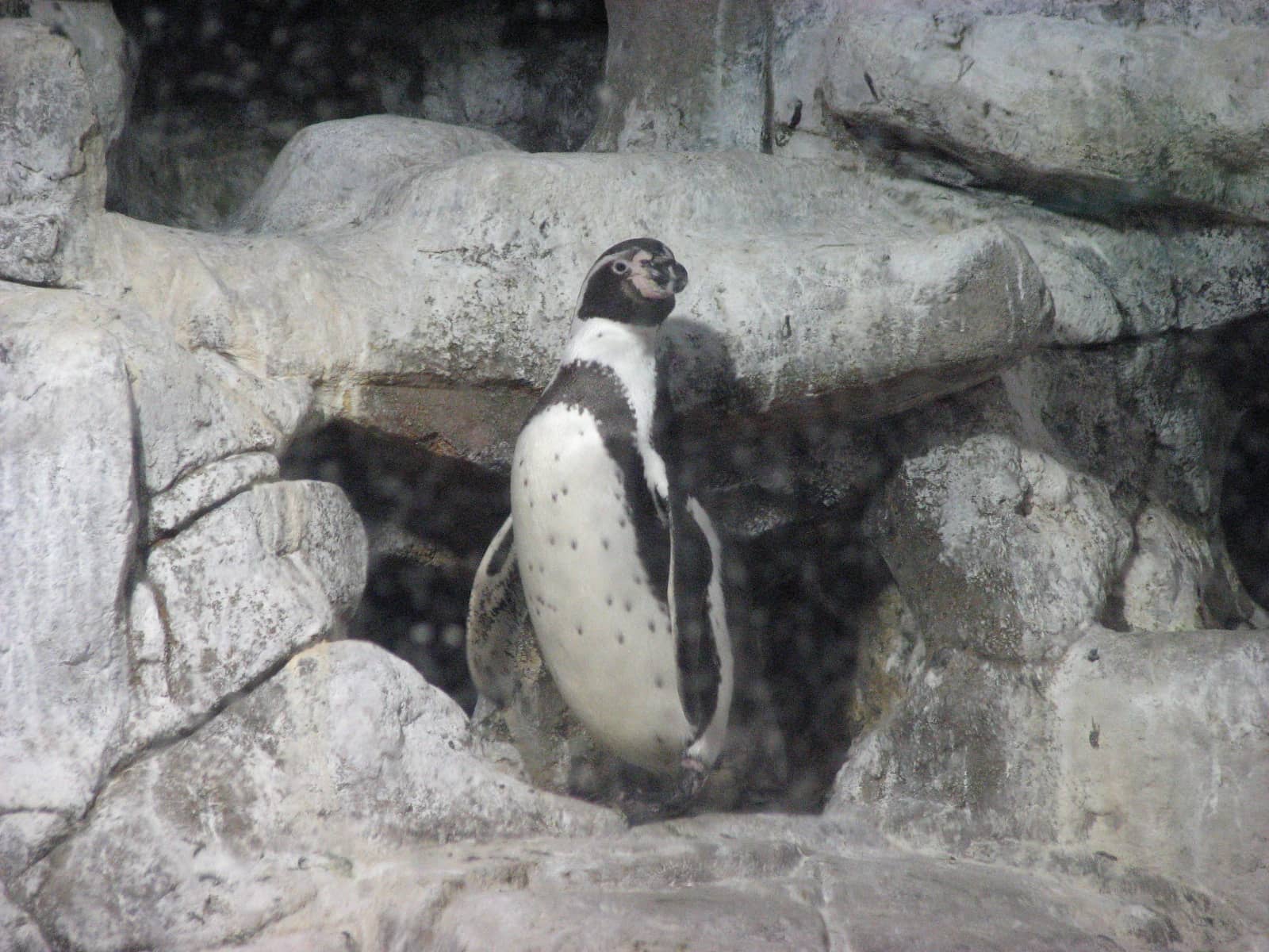 Penguin Area