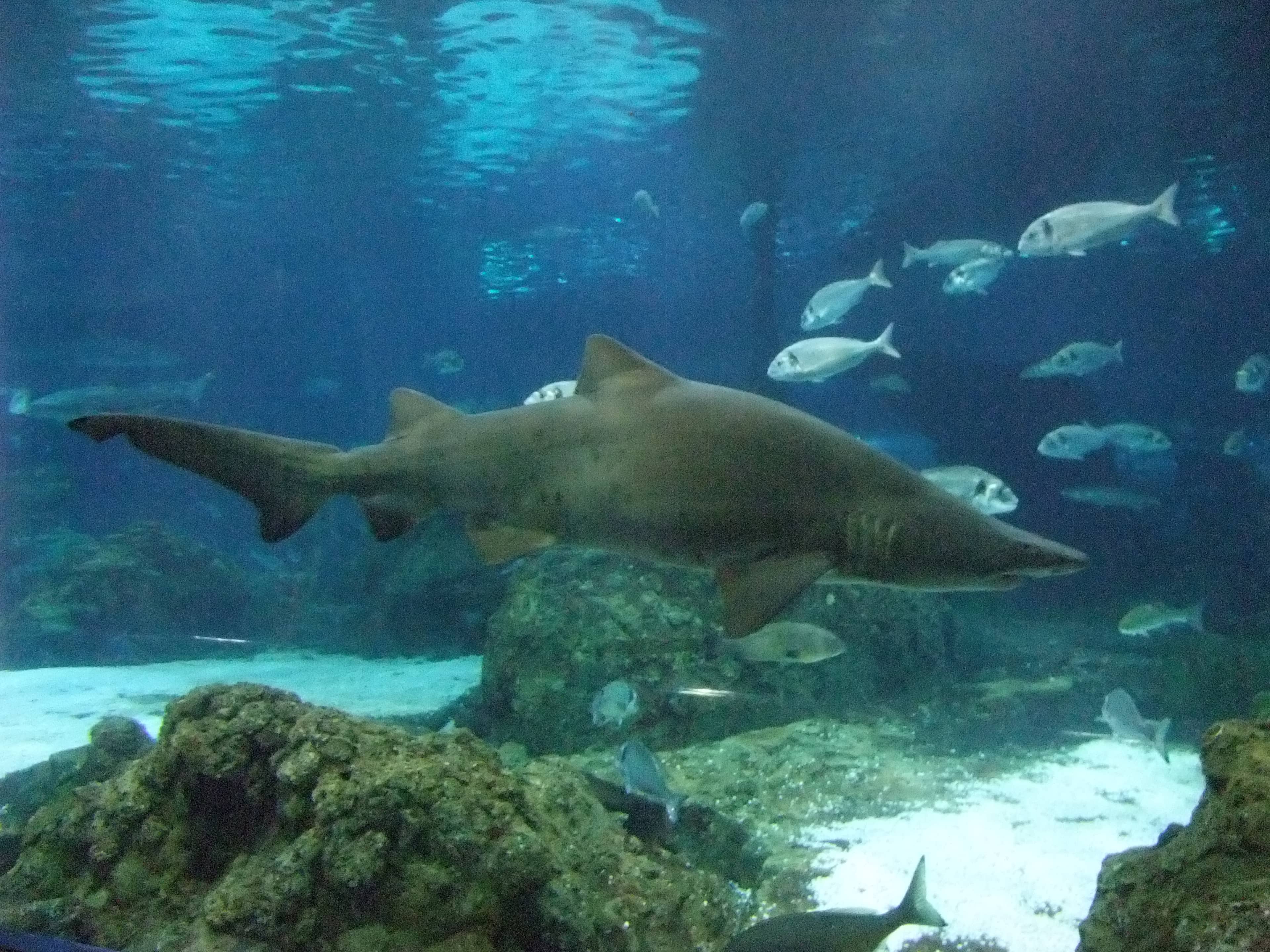 Shark Dive Experience