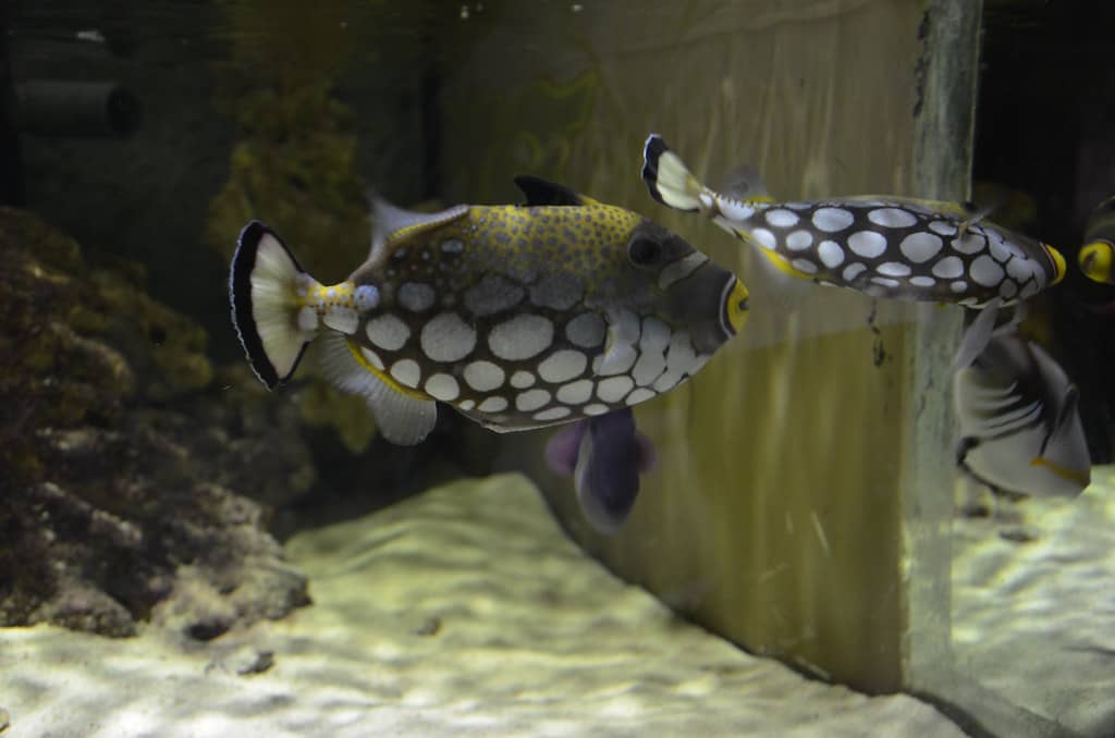 Aquatic Wonders