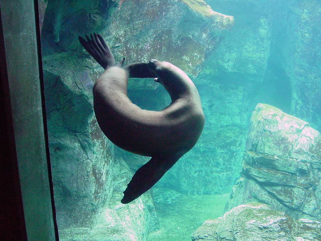 Harbor Seals & Sea Lions