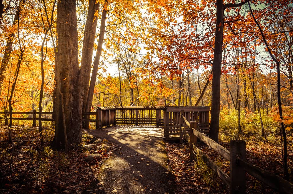 Cottonwood Loop Trail
