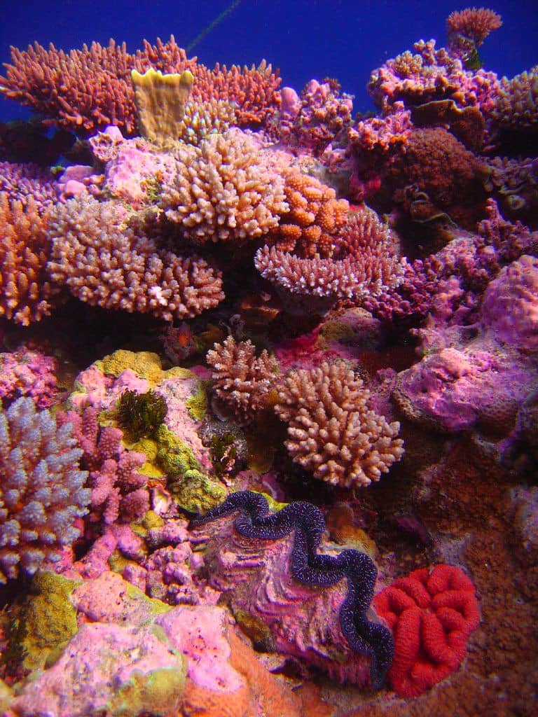 Coral Reef Displays