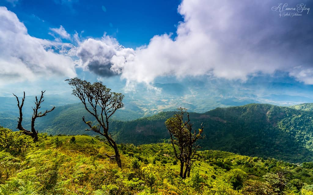 Cloud Forest Trails