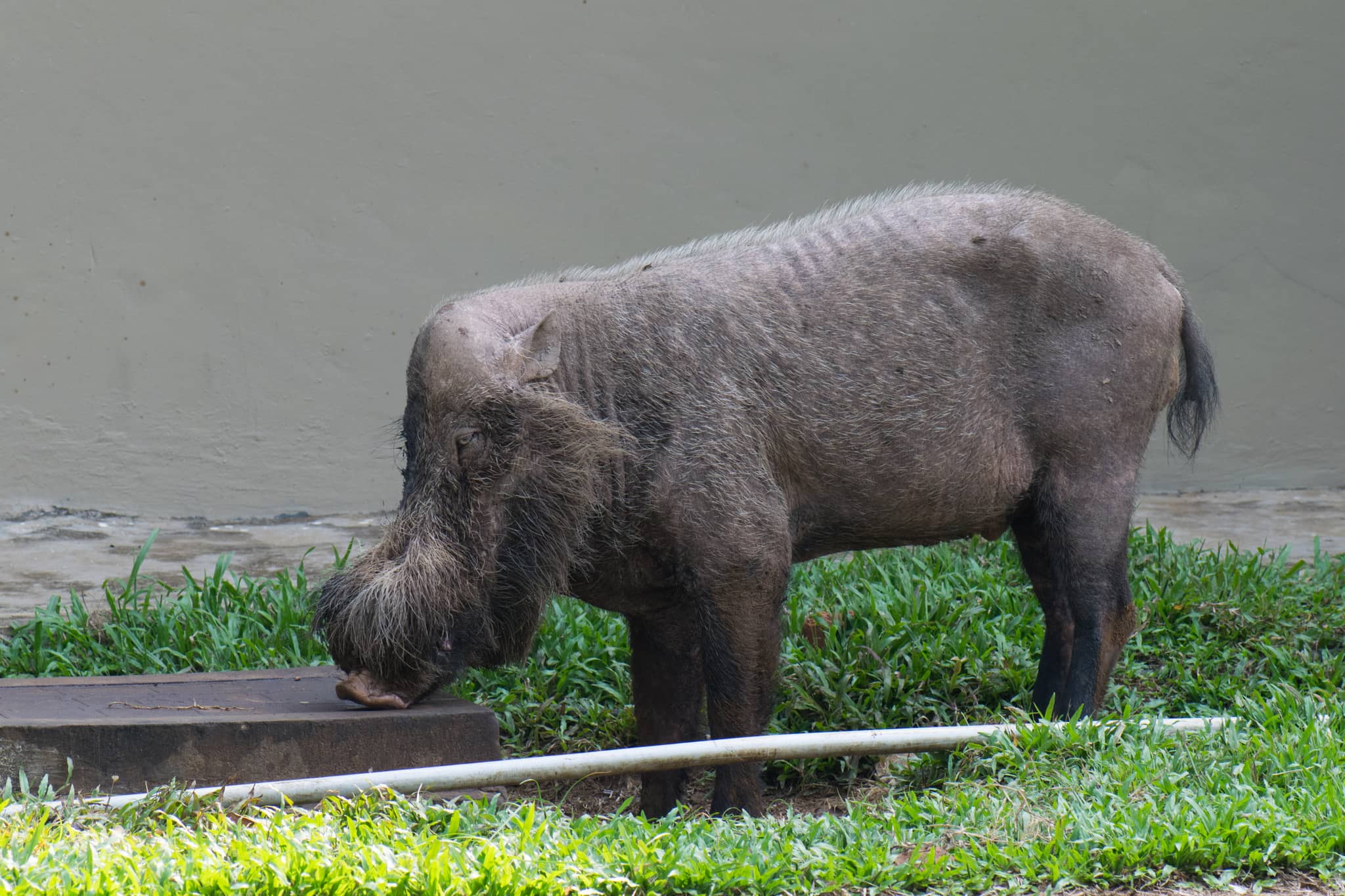 Potential Wild Boar Sightings