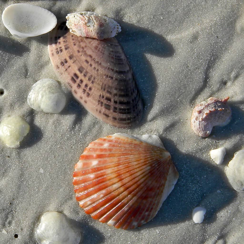 Shelling Paradise