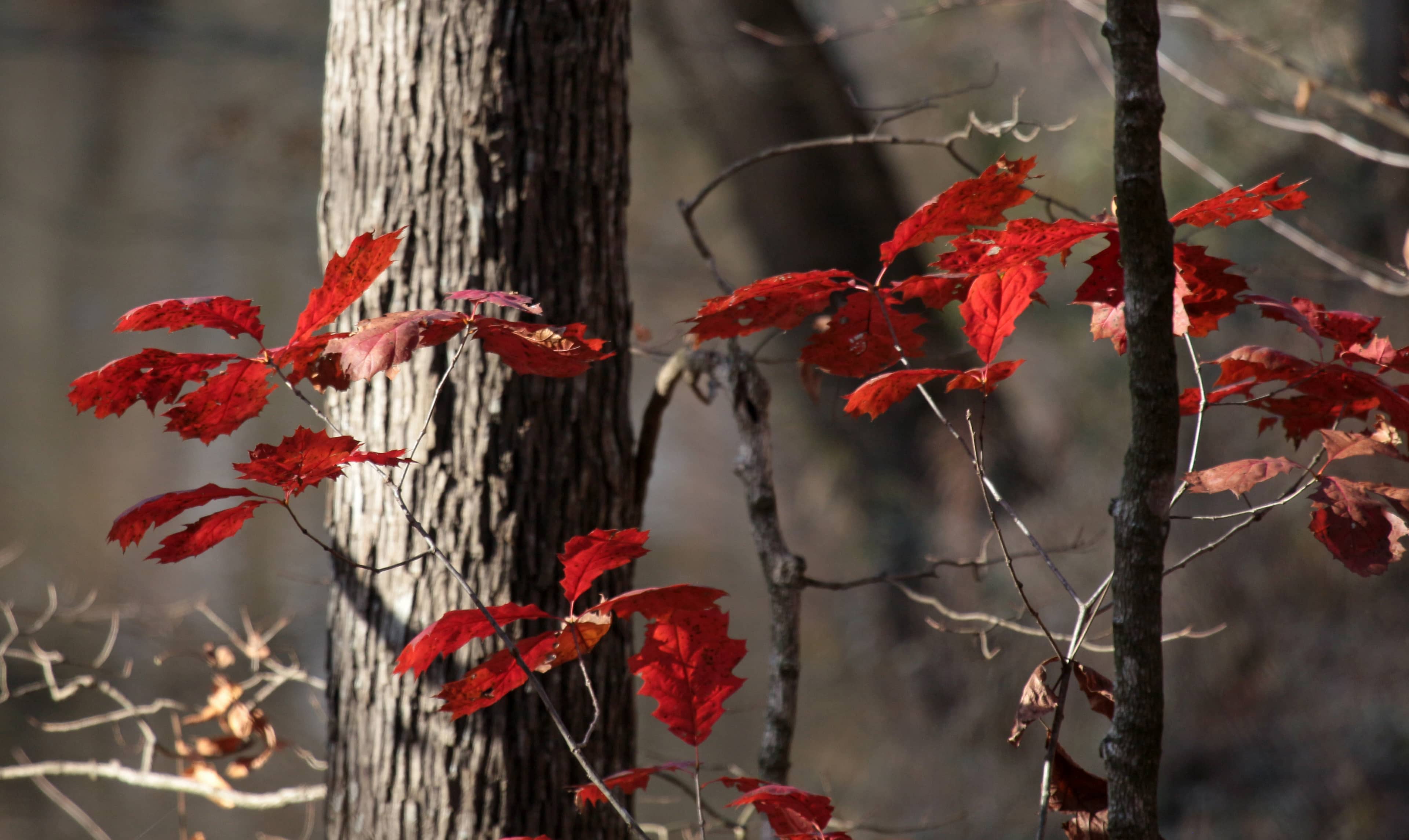 Wooded Hiking Trails