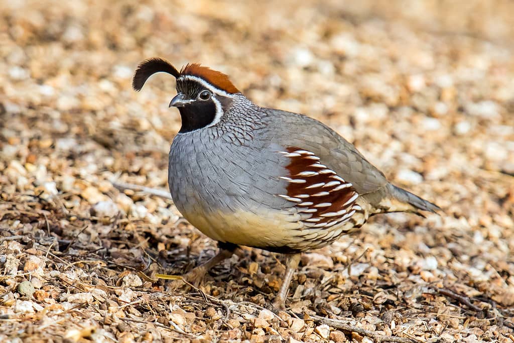 Abundant Wildlife
