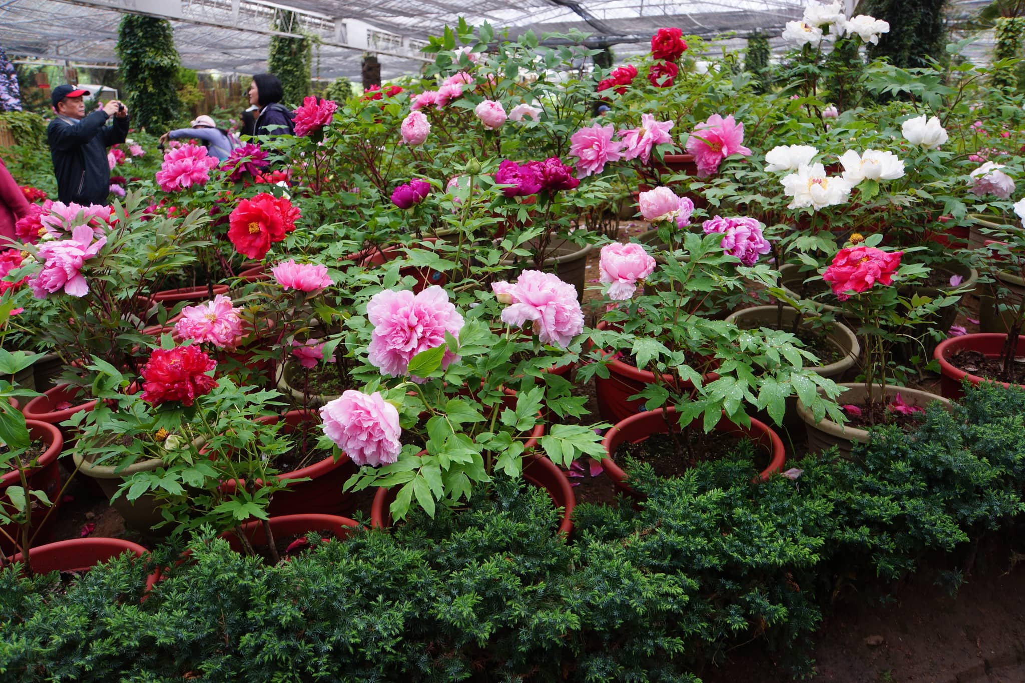 Peony Garden