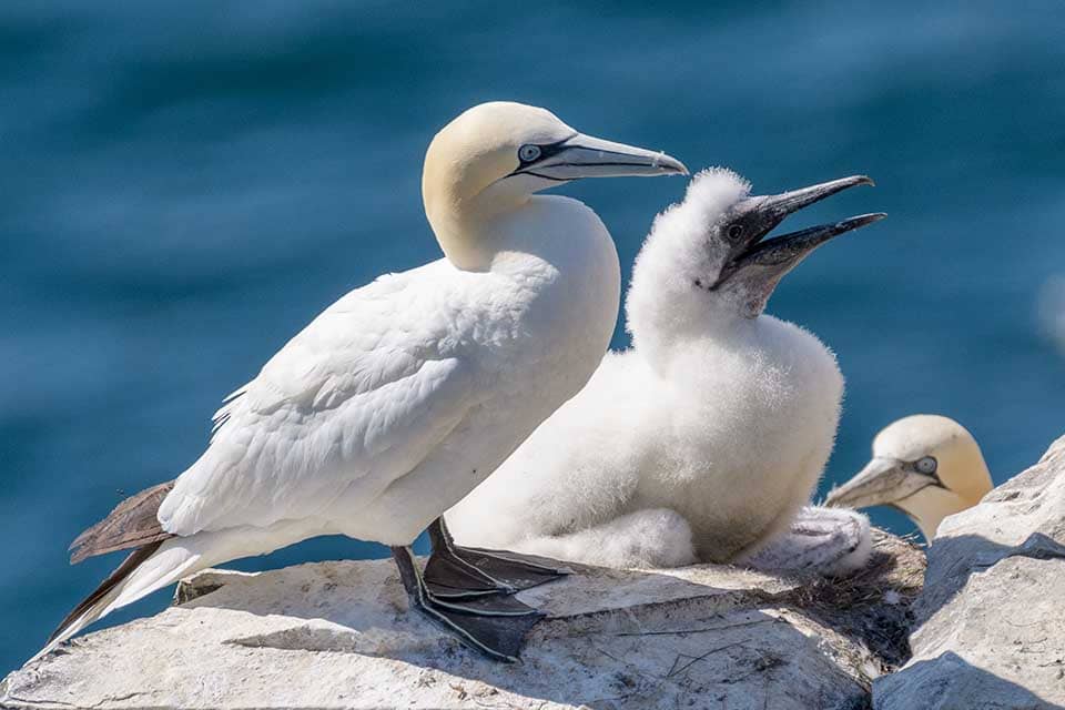 Wildlife Viewing