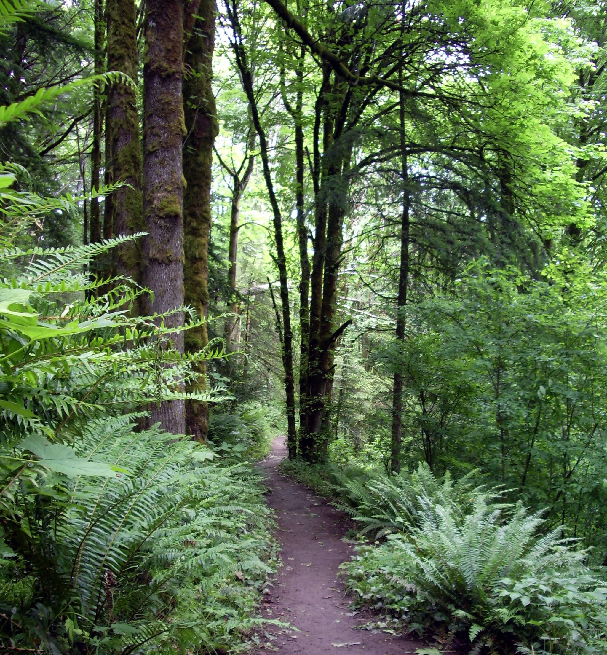 Urban Wilderness