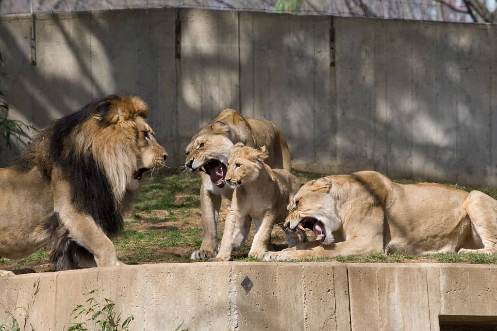 King of the Jungle: Lions