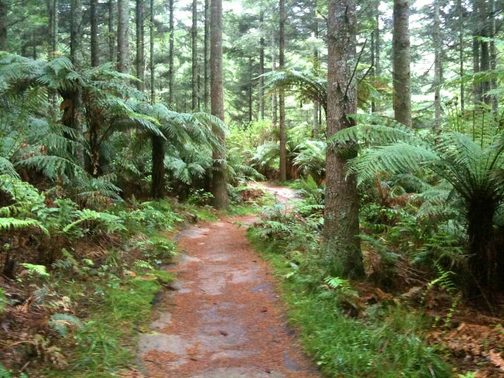 Redwood Forest Immersion