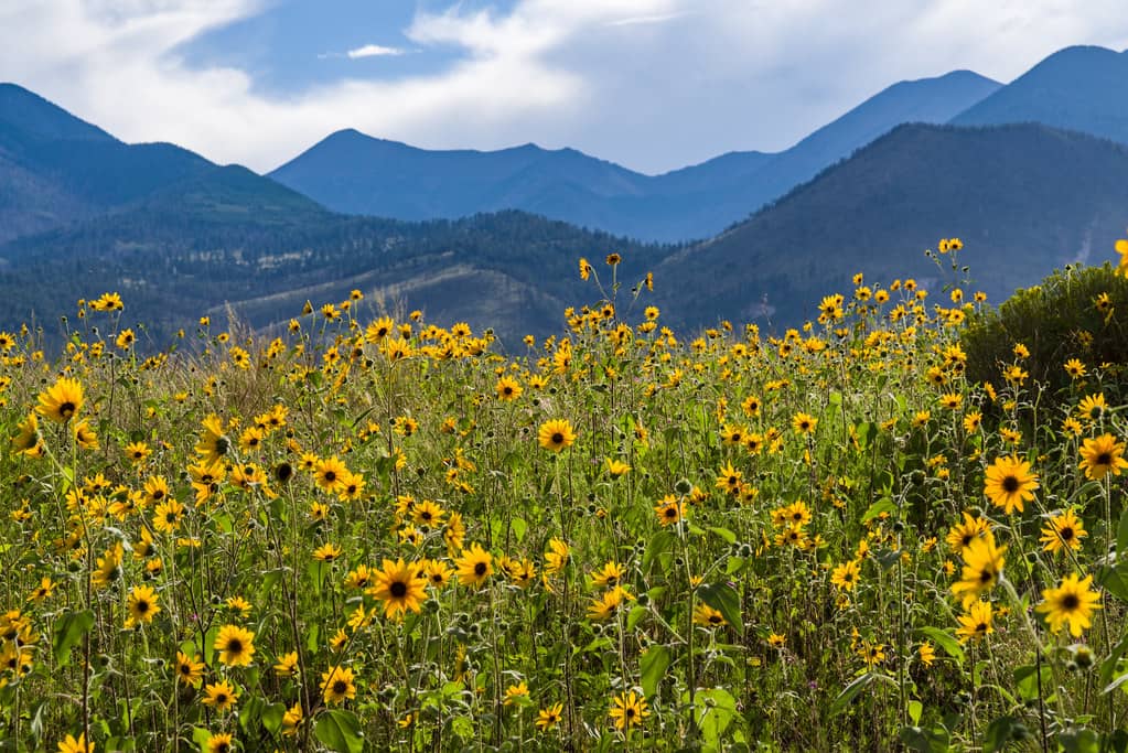 Summer Wildflowers