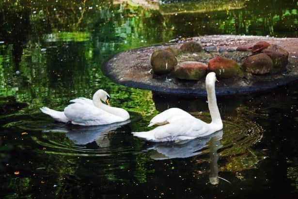 Tranquil Ponds