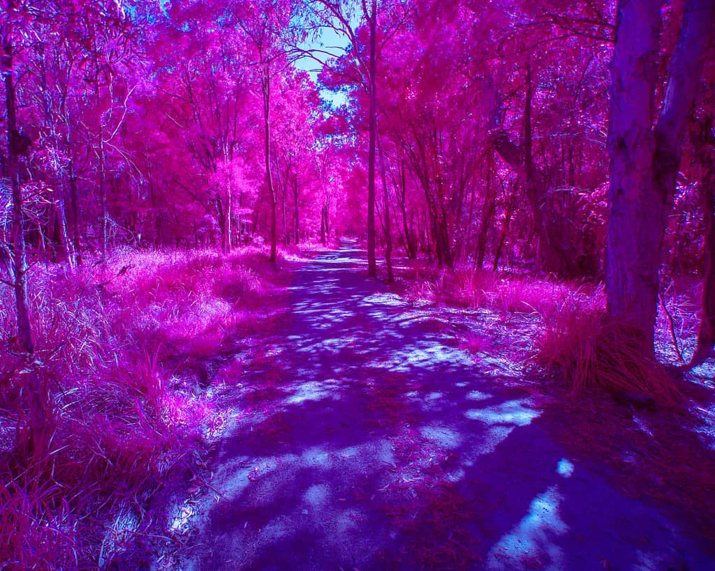 Light Trees