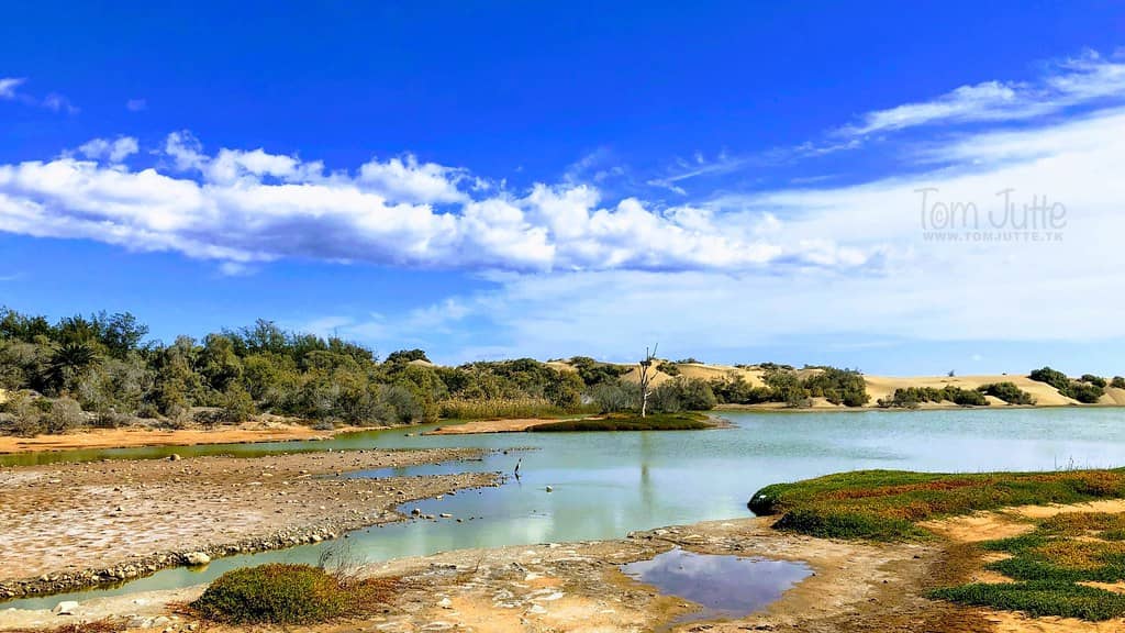 Wildlife Safari Experience