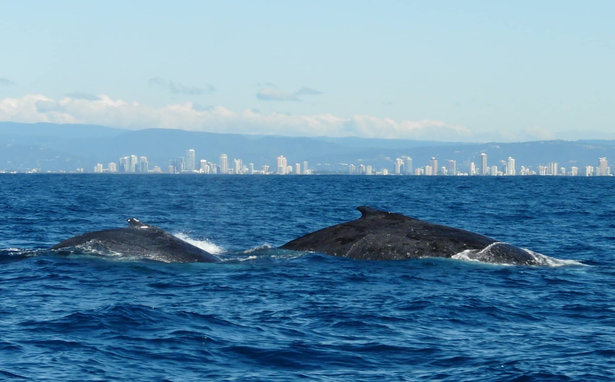 Whale Watching Views