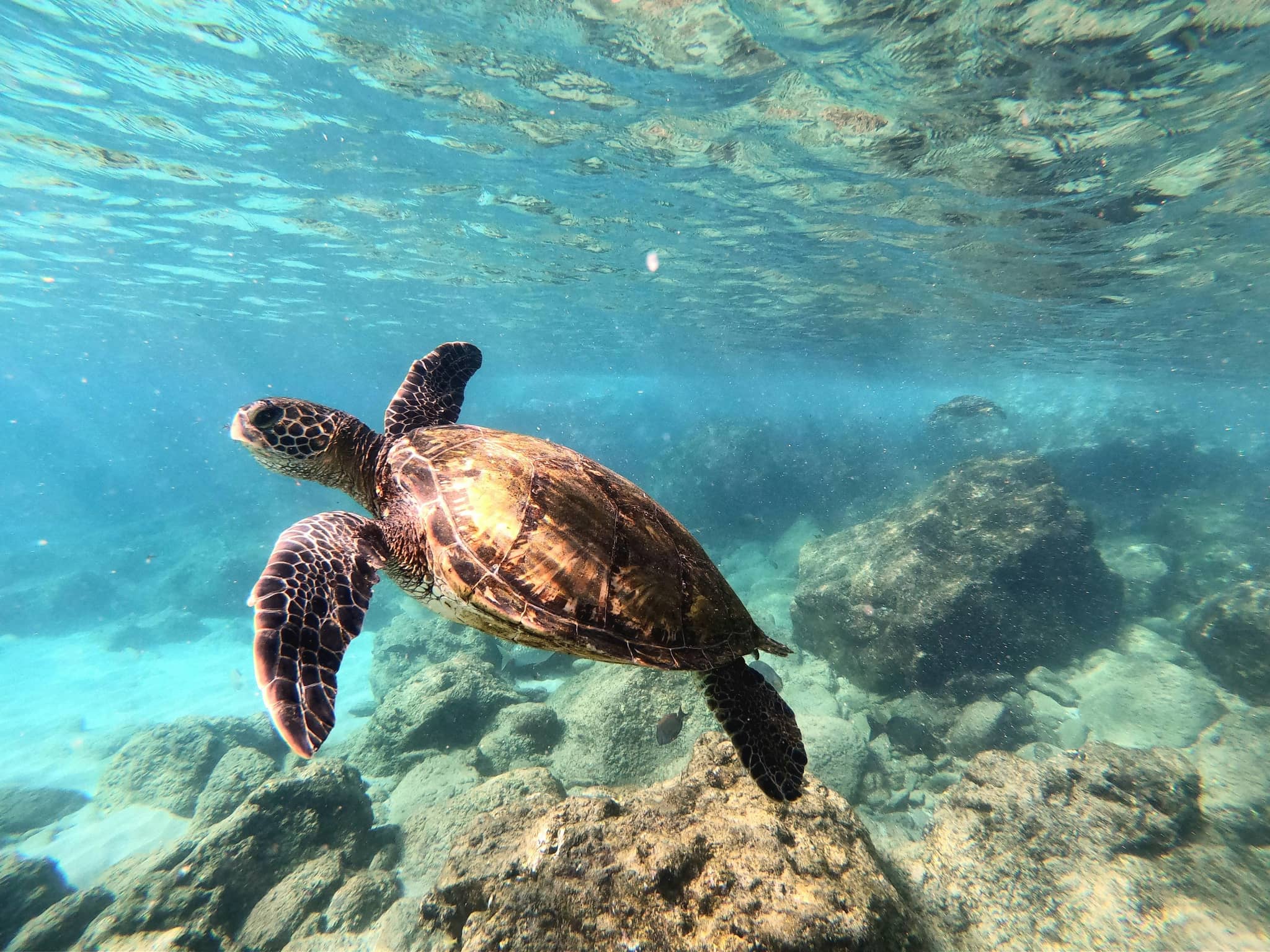 Abundant Marine Life