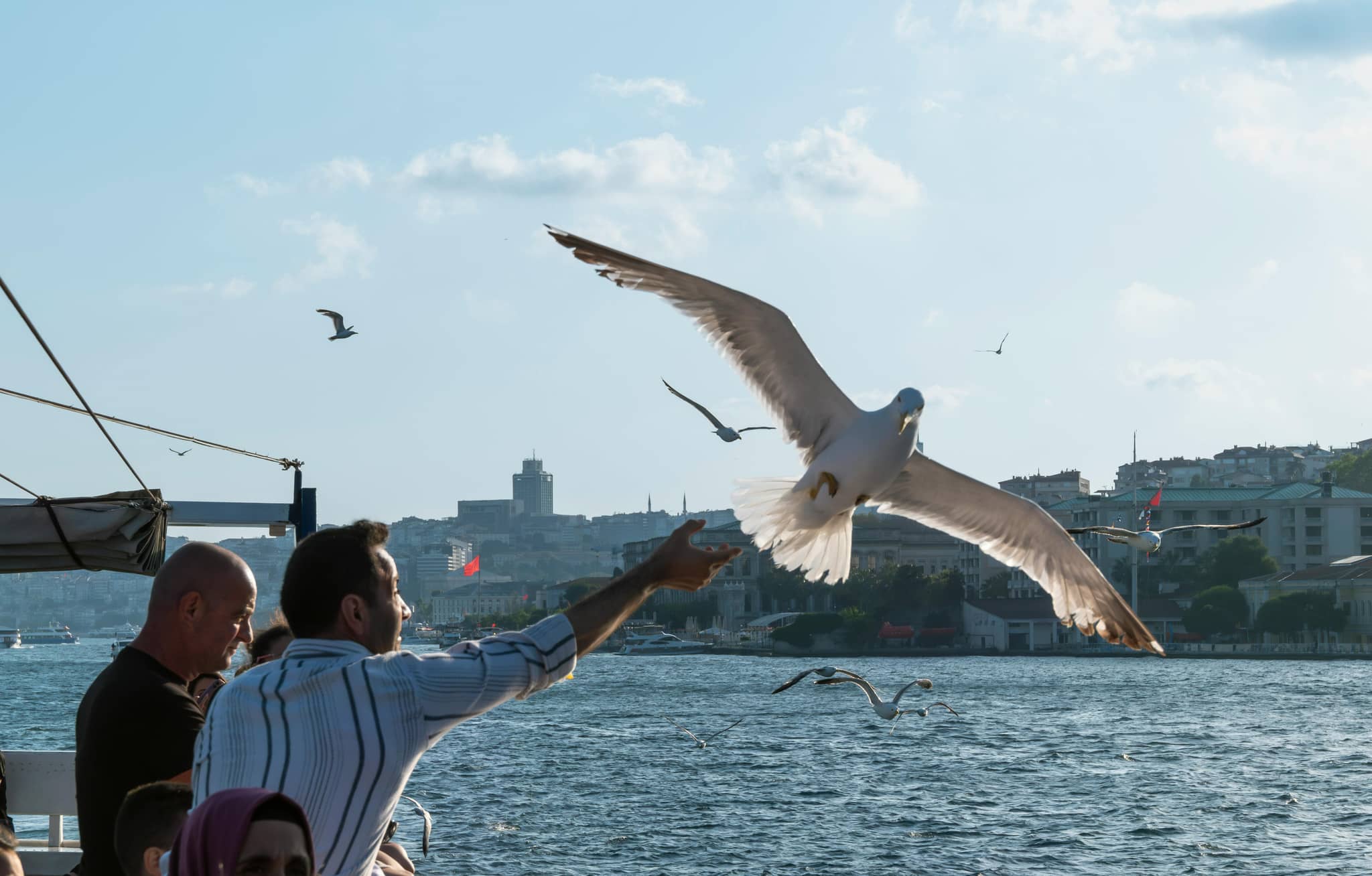Seagull Feeding