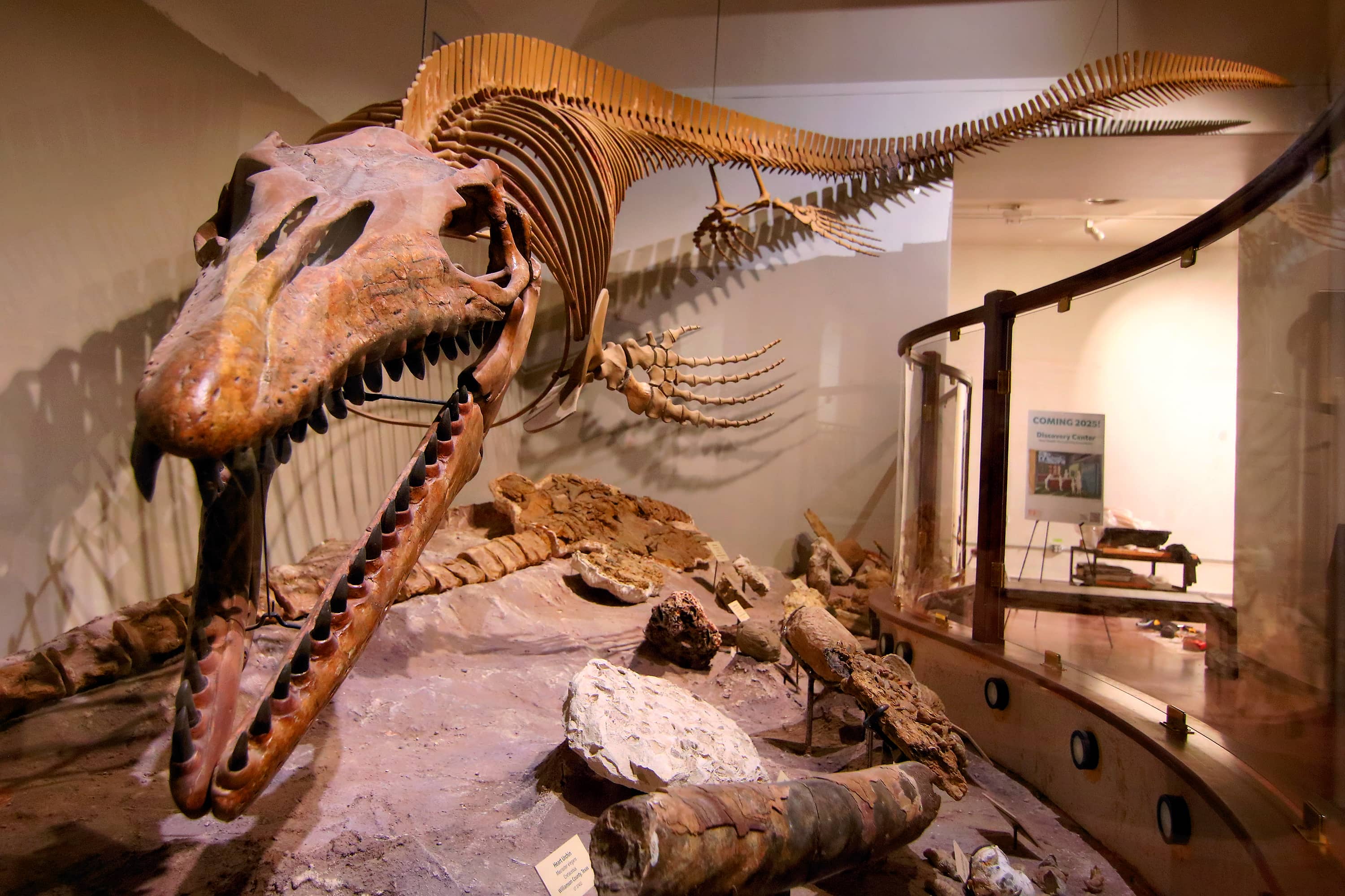 Dinosaur Fossil Collection