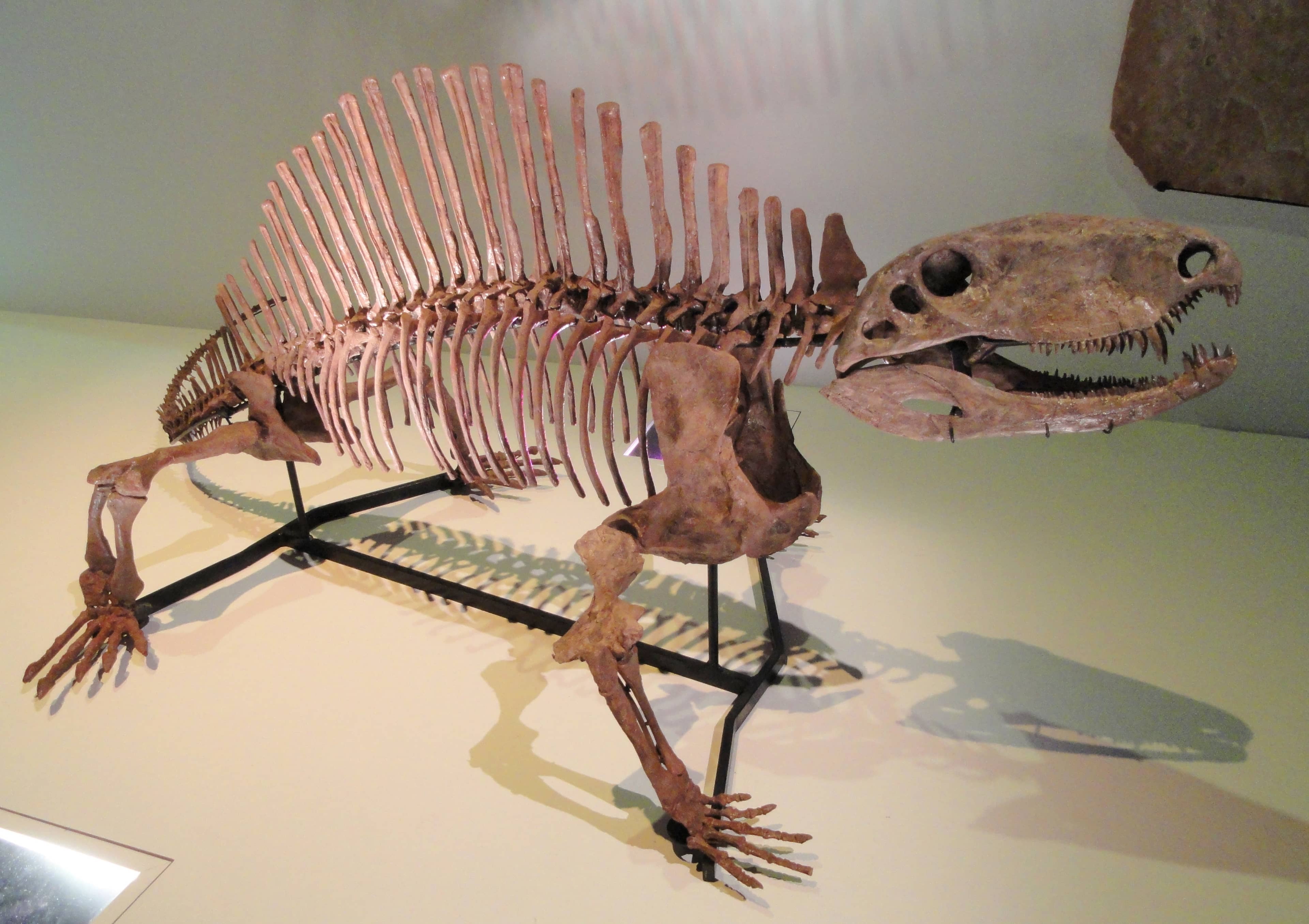 Texas Animal Life Exhibits