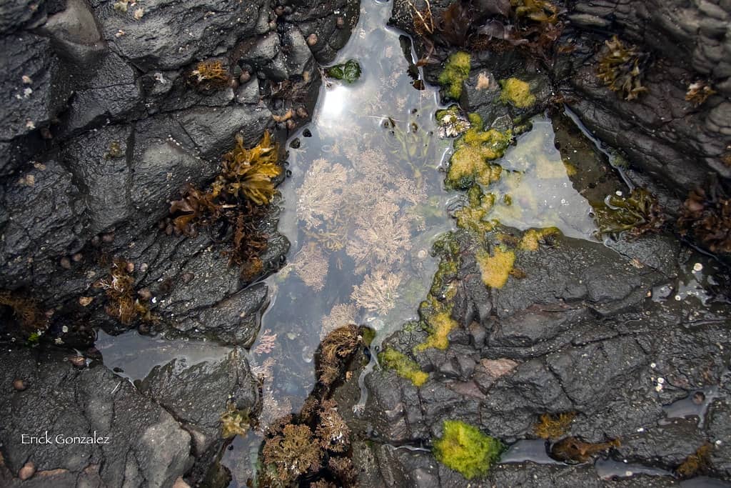 Tide Pool Exploration