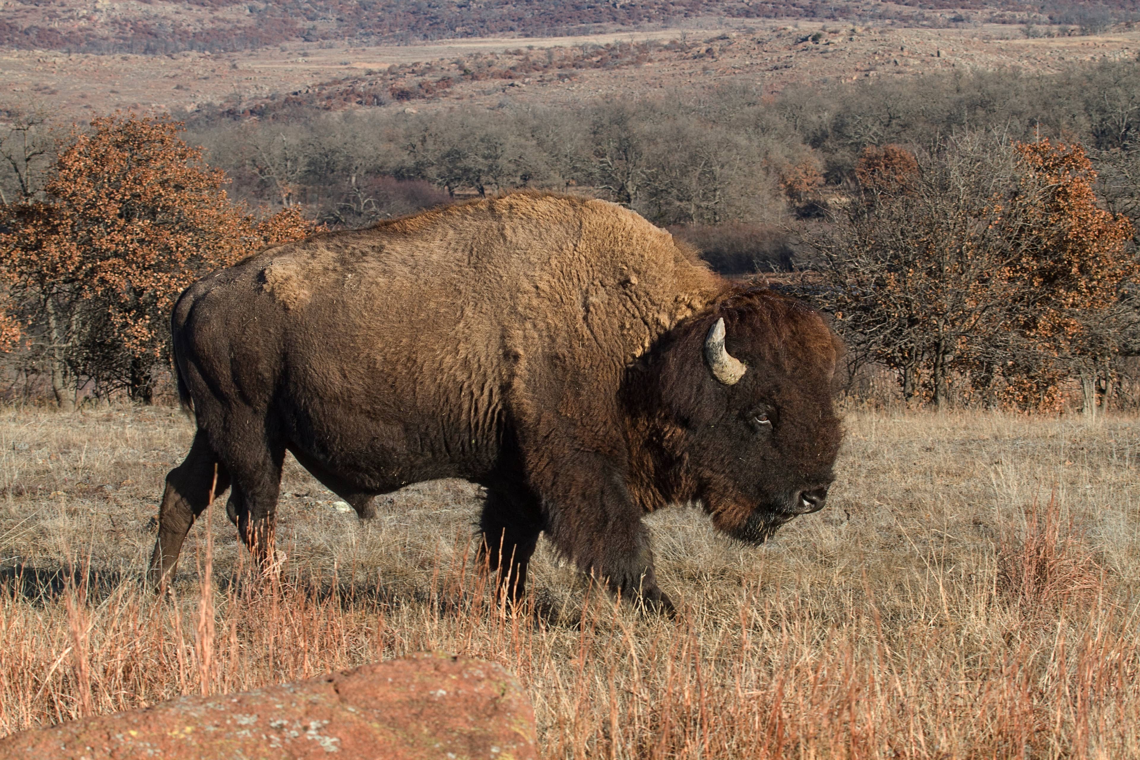Bison and Longhorn Sightings