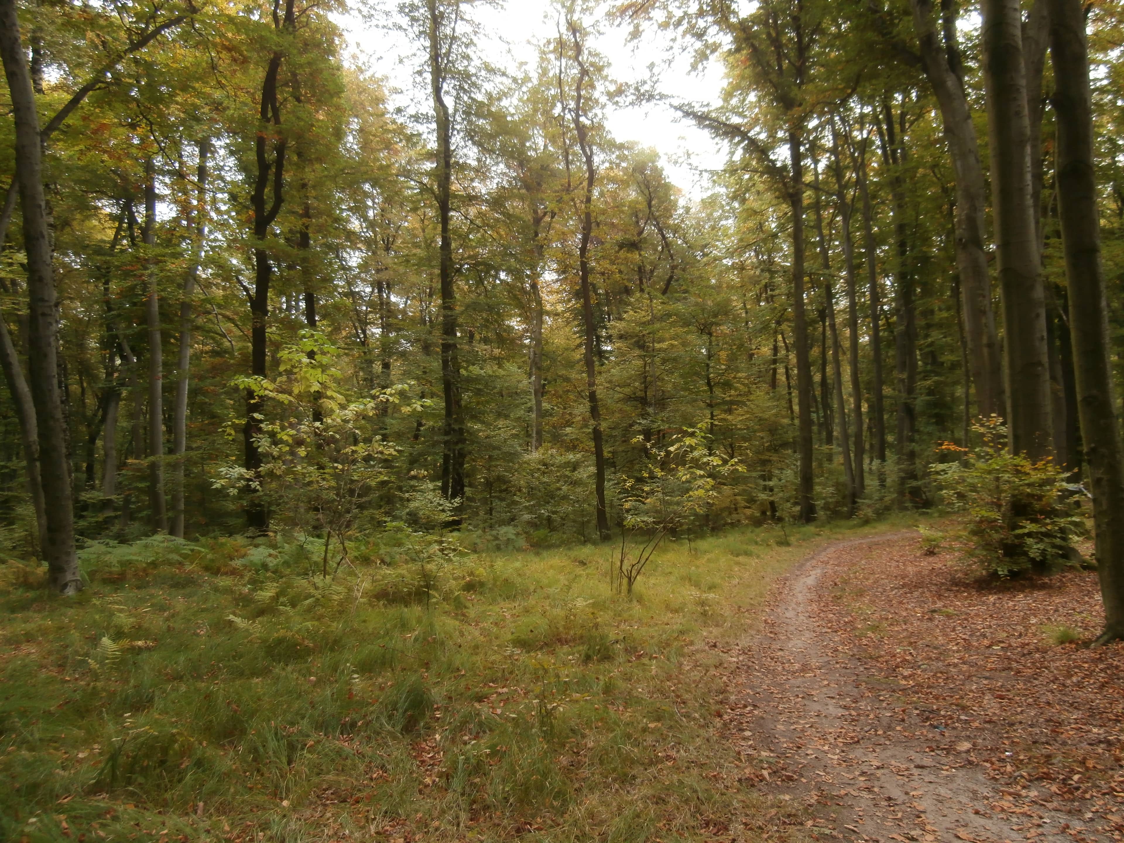 Wolski Forest Trails