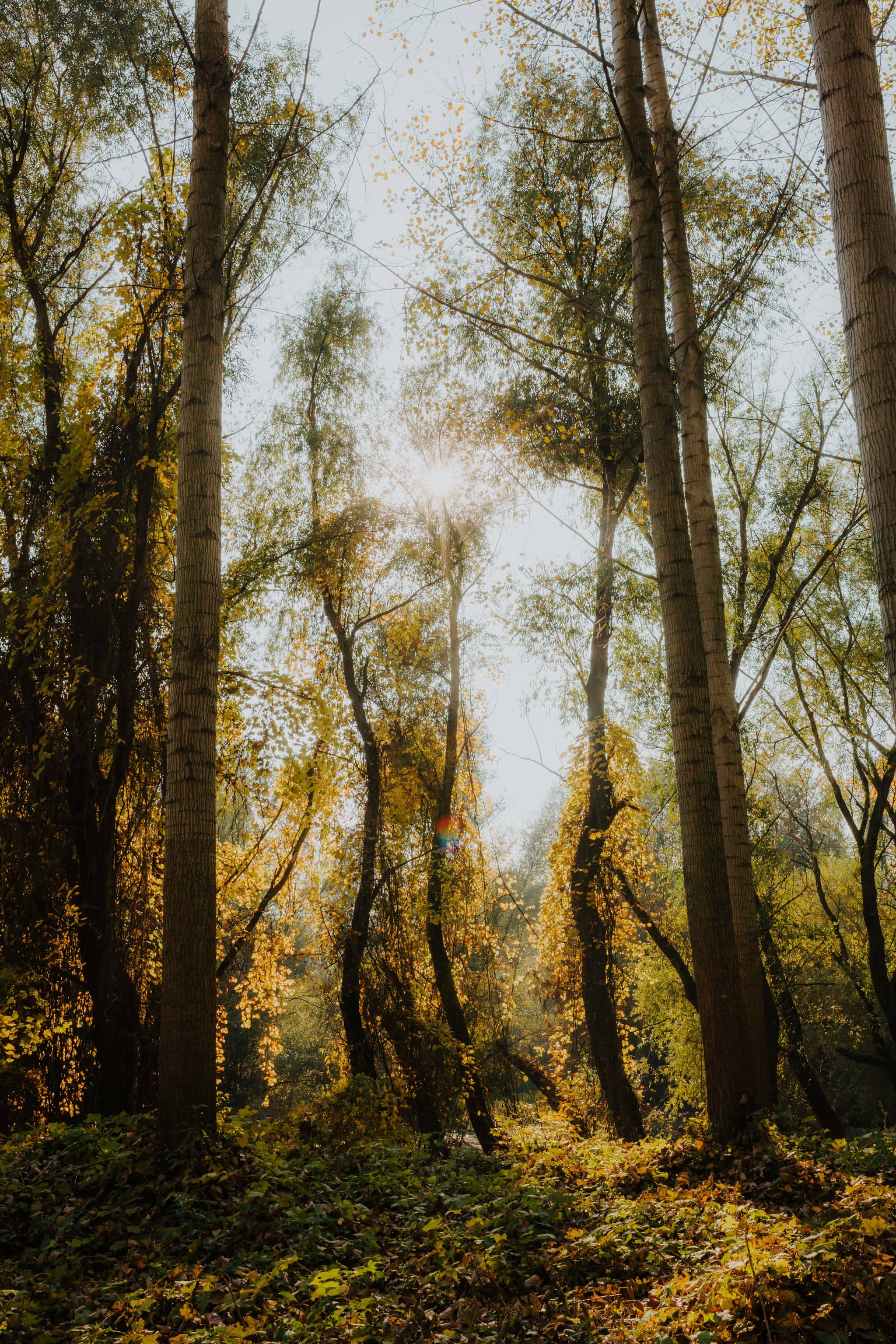 Tranquil Forest Escape