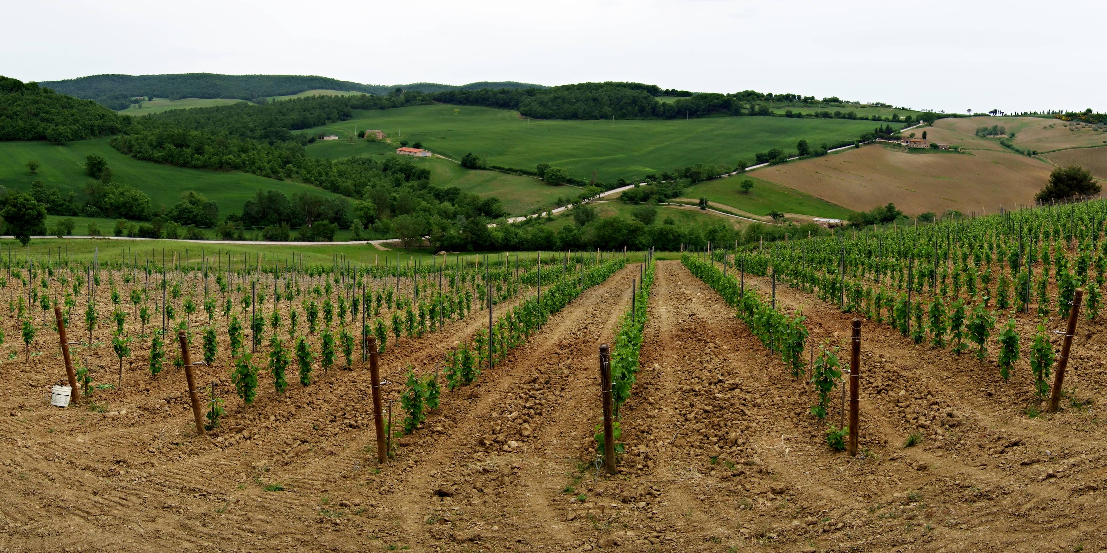 Vineyard Tours