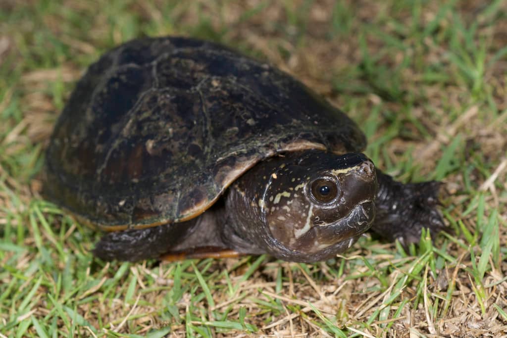 Turtles and Other Reptiles