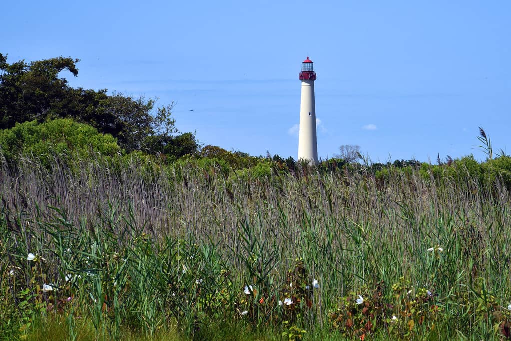 Maritime Dune Environment