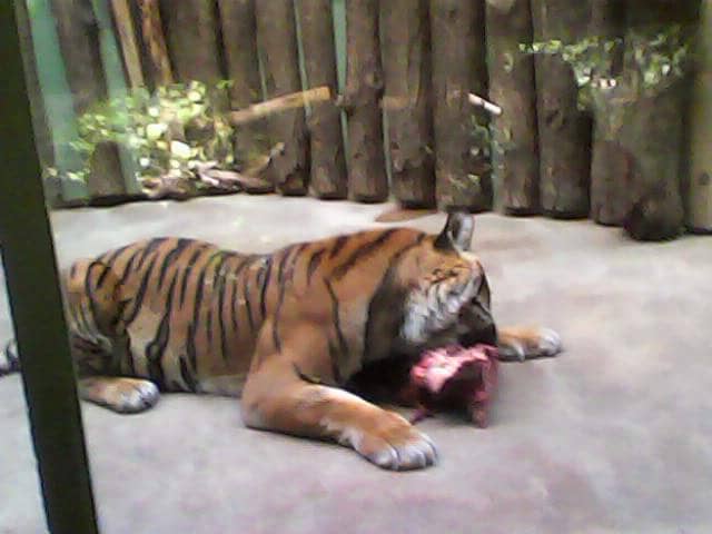 Tiger Feeding Adventure