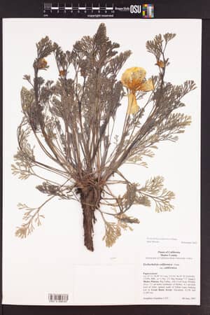 High Desert Serenity