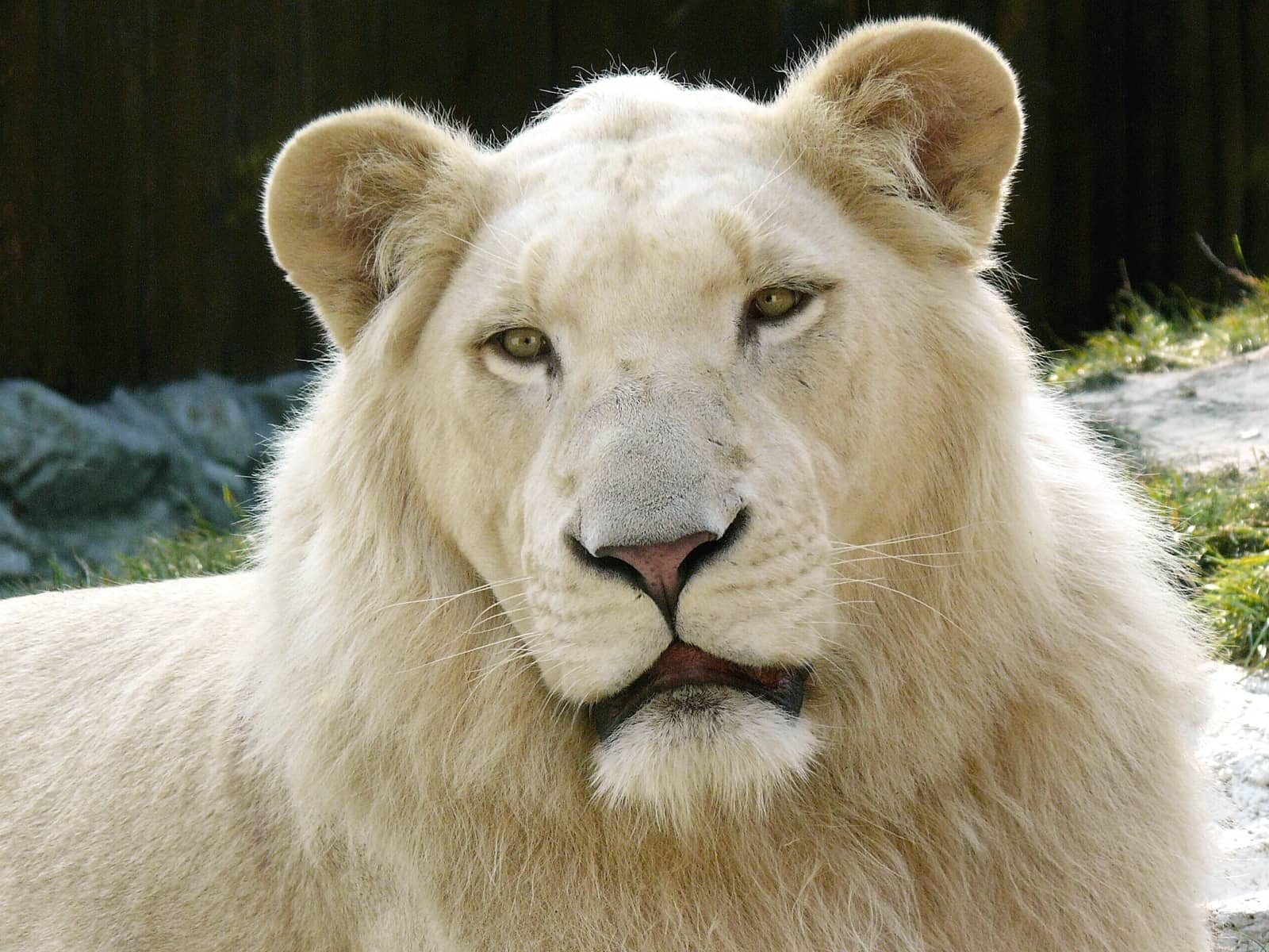 Majestic Big Cats