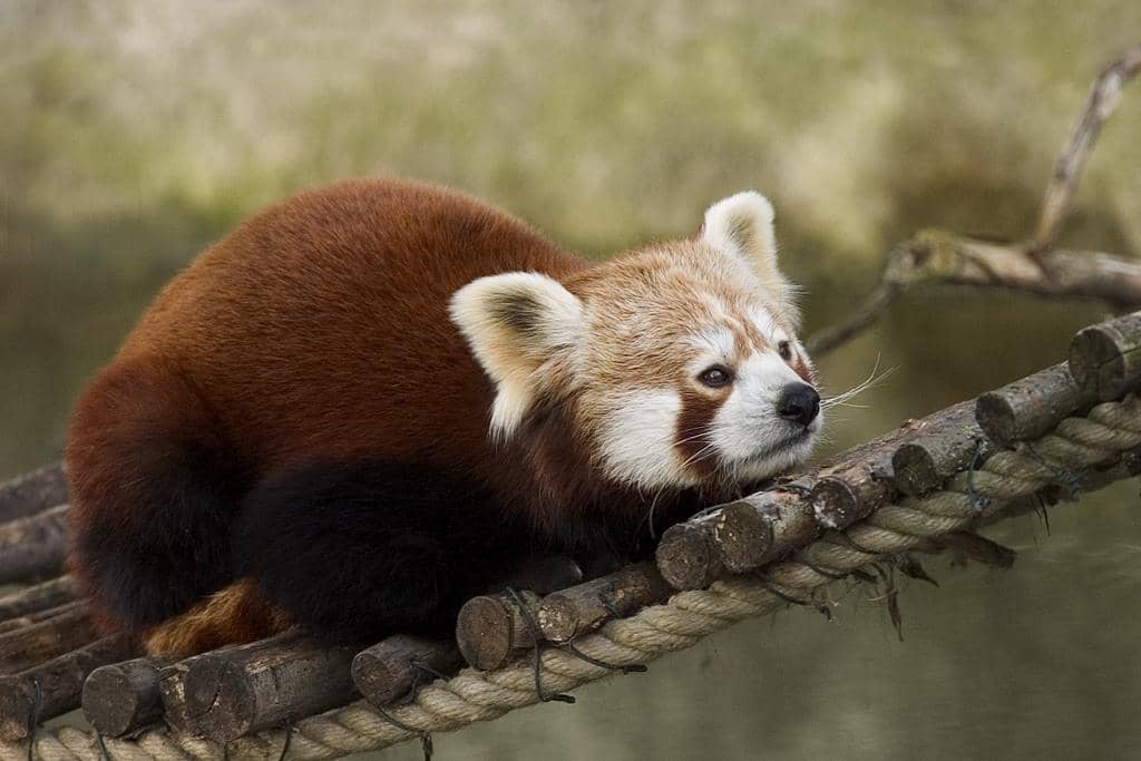 Red Panda Charm