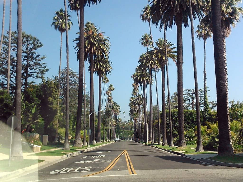 Palm Tree Lined Streets