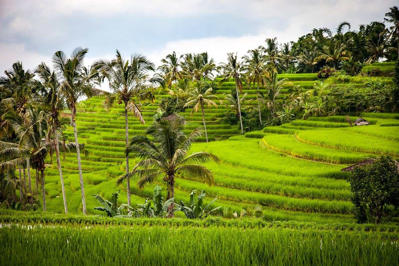 Cretya Ubud & Alas Harum