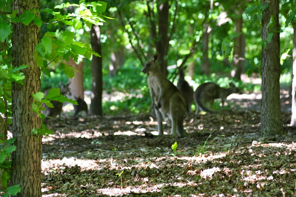 Kangaroo Spotting