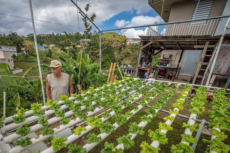 The Hanging Garden