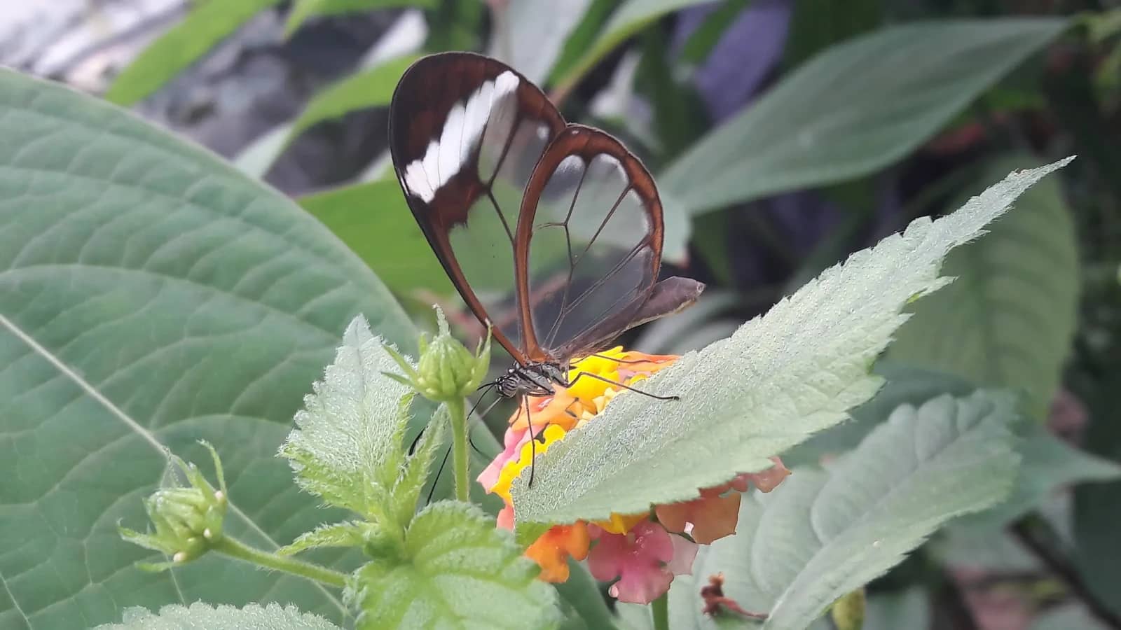 Butterfly House