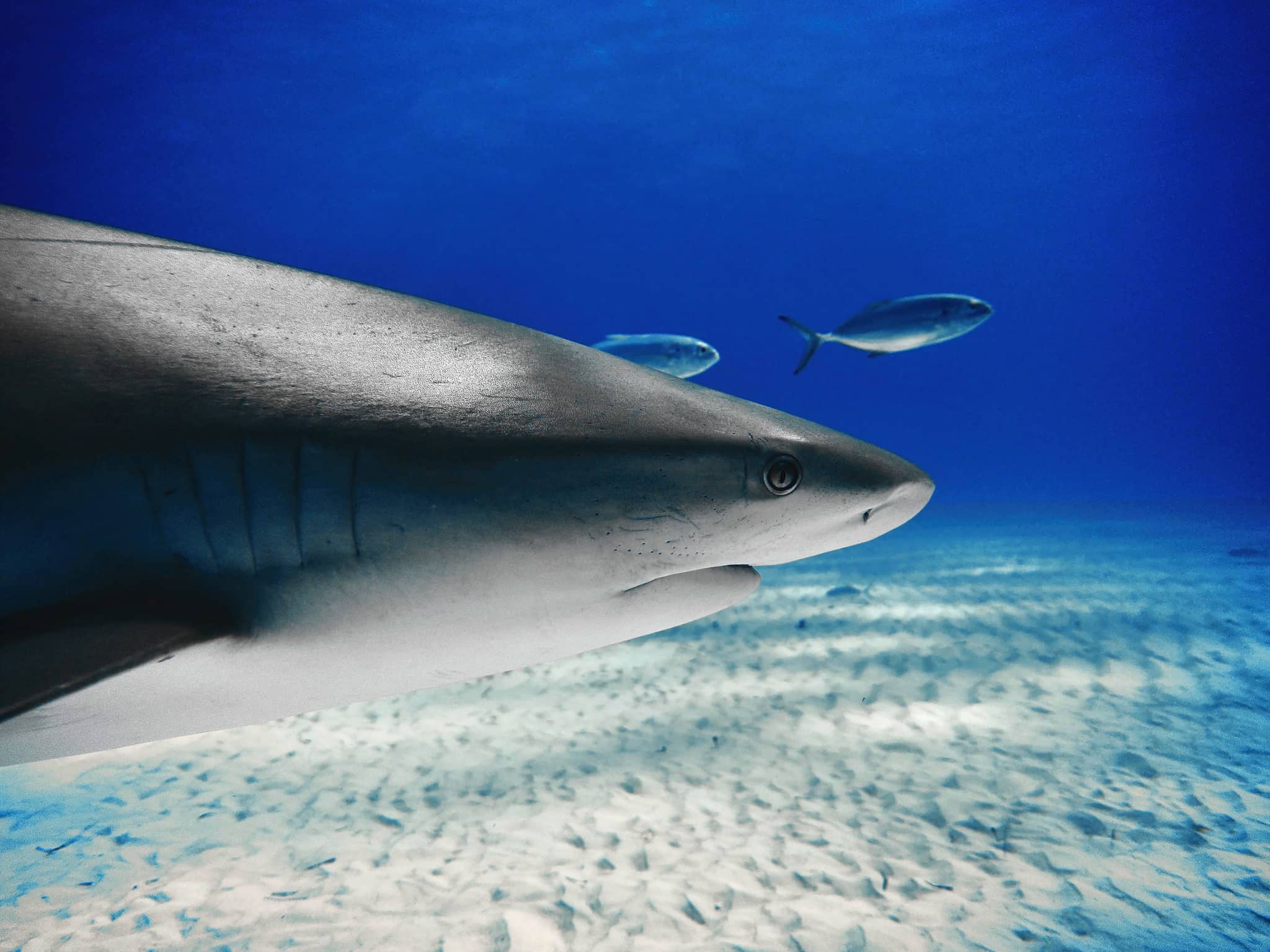 Abundant Marine Life