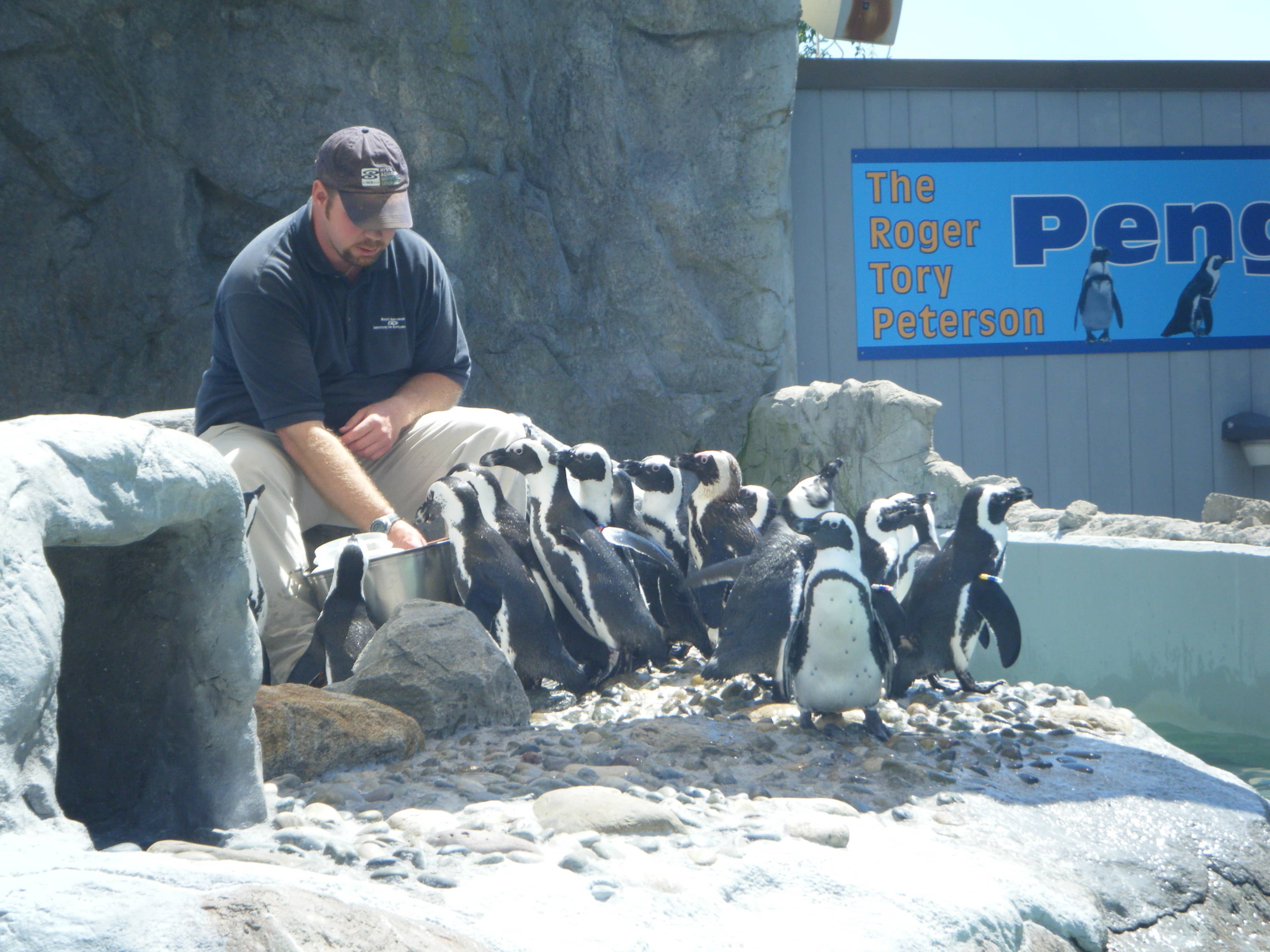Penguin Feeding