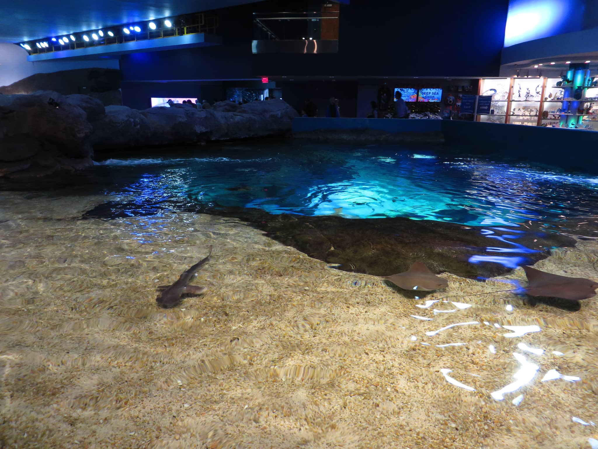 Touch Tanks