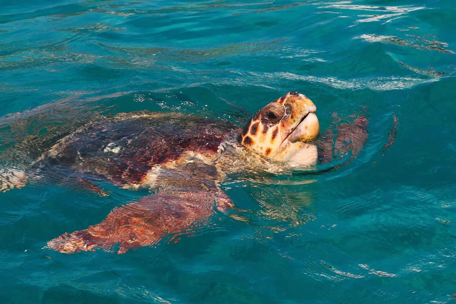 Boat Tours for Turtle Spotting
