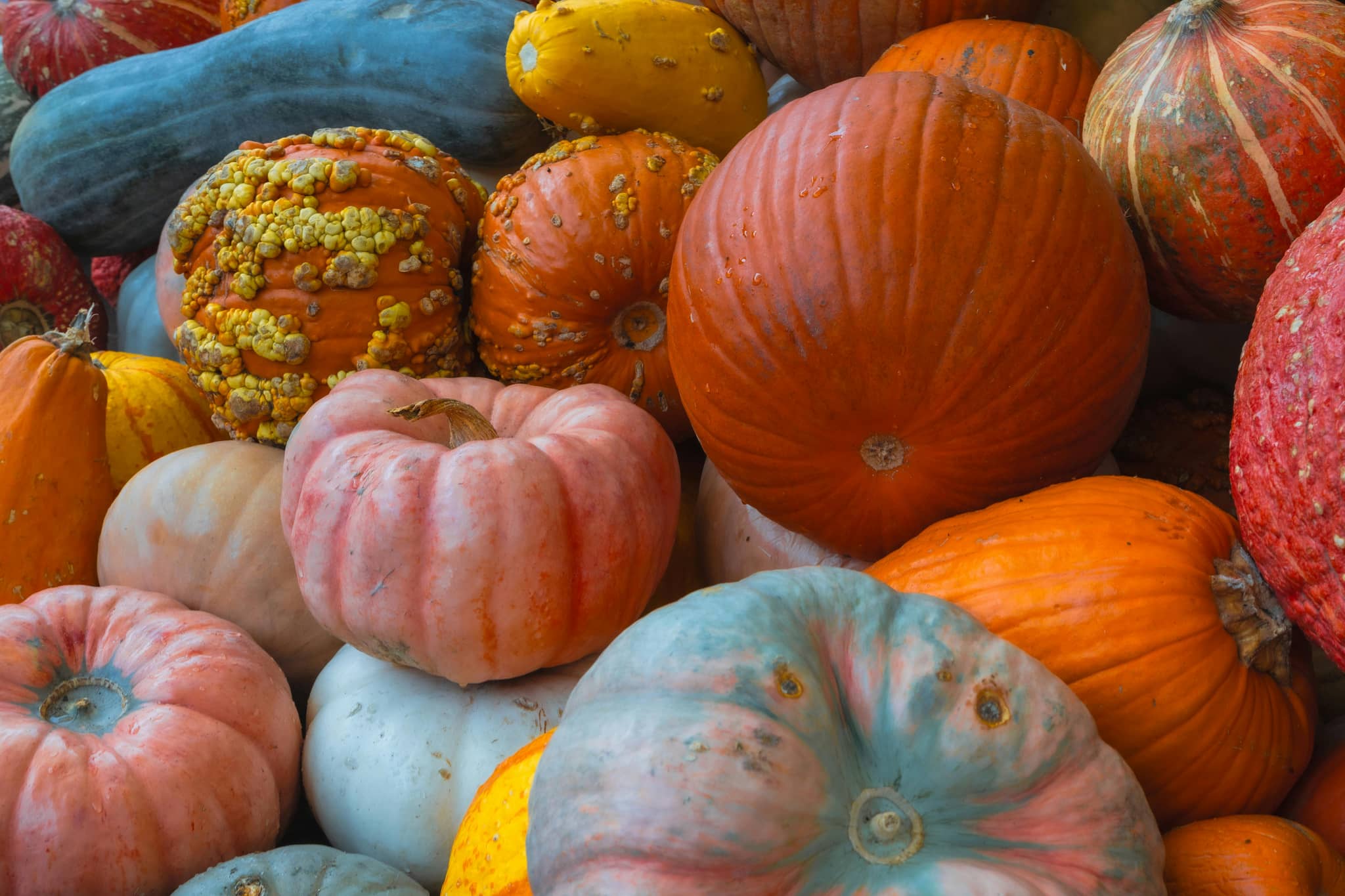 Seasonal Spectacles