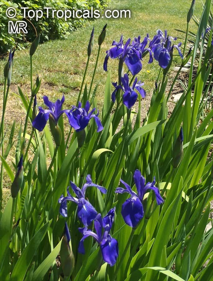 Tranquil Pond Setting