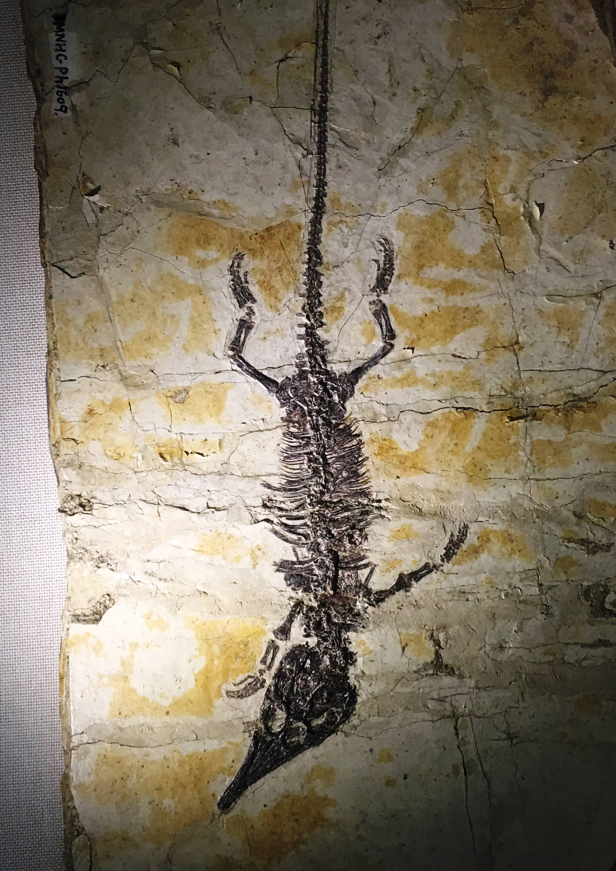 Ancient Vertebrates